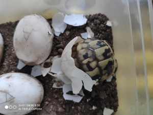 Schildkröten Babys griechische Landschildkröte 2023 mit Cites Papieren Bild 3