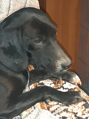 GEORGIK - lebensfroher Hundejunge sucht seine Menschen Bild 4