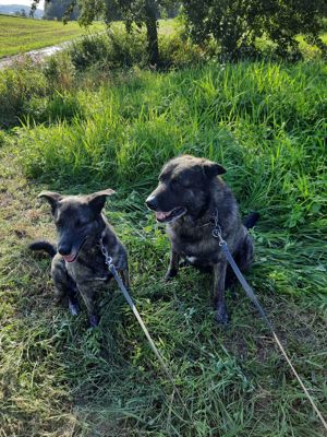 Zeus und Fienchen Suchen zusammen ein neues Zuhause