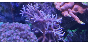 Seriatopora hystrix Koralle Bild 2