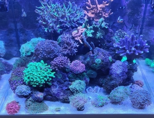 Seriatopora hystrix Koralle Bild 3