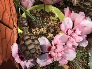 2- und 3-jährige Breitrandschildkröten, Testudo Marginata, Freilandhaltung und -überwinterung Bild 6