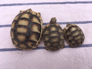 2- und 3-jährige Breitrandschildkröten, Testudo Marginata, Freilandhaltung und -überwinterung Bild 3