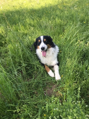 Australian Shepherd Deckrüde blaue Augen Bild 5