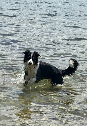 Australian Shepherd Deckrüde blaue Augen Bild 3
