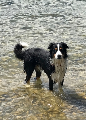 Australian Shepherd Deckrüde blaue Augen Bild 2