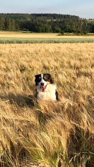 Australian Shepherd Deckrüde blaue Augen