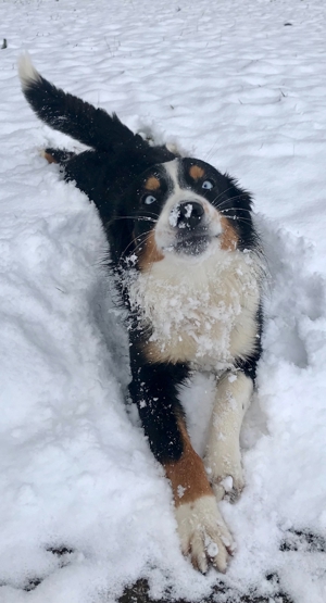 Australian Shepherd Deckrüde blaue Augen Bild 10
