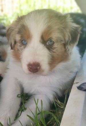 Australian Shepherd Deckrüde blaue Augen Bild 8