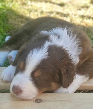 Australian Shepherd Deckrüde blaue Augen Bild 6