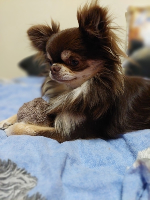 Chihuahua Deckrüde Bild 7