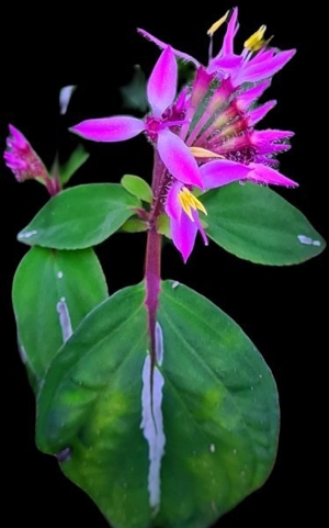 Sonerila sp. Lightning, Melastomataceae, Rarität, Regenwald Terrarium Pflanze, Ableger, selten Bild 1