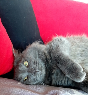 Blue Smoke Maine Coon DECKKATER ( kein Verkauf!! ) Bild 5