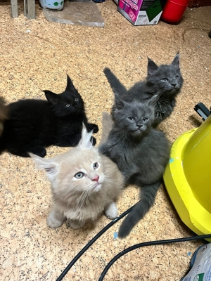 Blue Smoke Maine Coon DECKKATER ( kein Verkauf!! ) Bild 7