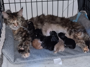 Blue Smoke Maine Coon DECKKATER ( kein Verkauf!! ) Bild 6