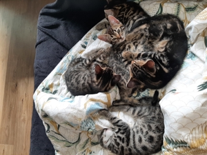 Blue Smoke Maine Coon DECKKATER ( kein Verkauf!! ) Bild 8