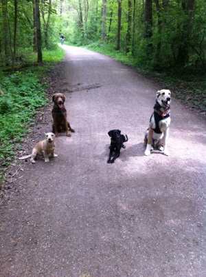 Hunde-Tagesstätte Erlangen