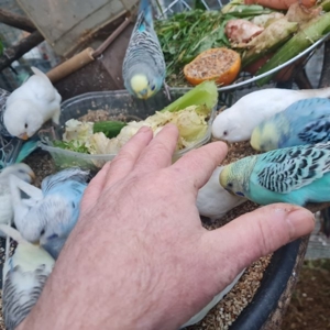Wellensittich vom Züchter Angemeldet DKB mit Ring eigene Bezeichnung die Vögel werden in der Natur Bild 7