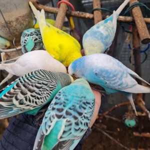 Wellensittich vom Züchter Angemeldet DKB mit Ring eigene Bezeichnung die Vögel werden in der Natur Bild 3