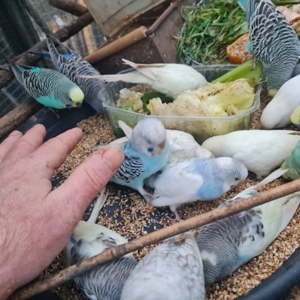 Wellensittich vom Züchter Angemeldet DKB mit Ring eigene Bezeichnung die Vögel werden in der Natur Bild 6