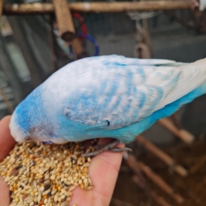 Wellensittich vom Züchter Angemeldet DKB mit Ring eigene Bezeichnung die Vögel werden in der Natur Bild 5
