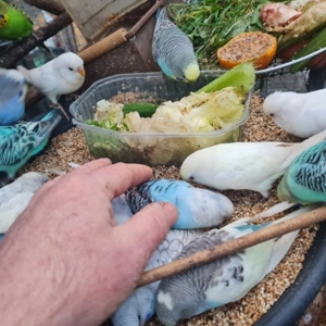 Wellensittich vom Züchter Angemeldet DKB mit Ring eigene Bezeichnung die Vögel werden in der Natur Bild 8