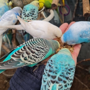 Wellensittich vom Züchter Angemeldet DKB mit Ring eigene Bezeichnung die Vögel werden in der Natur Bild 4