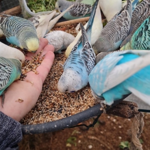 Wellensittich vom Züchter Angemeldet DKB mit Ring eigene Bezeichnung die Vögel werden in der Natur