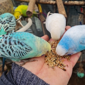 Wellensittich vom Züchter Angemeldet DKB mit Ring eigene Bezeichnung die Vögel werden in der Natur Bild 2