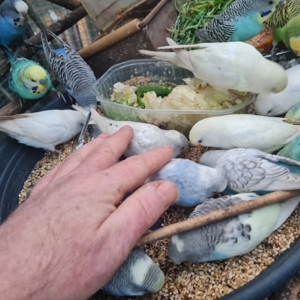 Wellensittich vom Züchter Angemeldet DKB mit Ring eigene Bezeichnung die Vögel werden in der Natur Bild 10