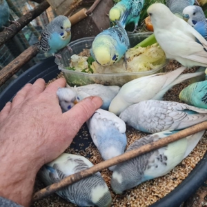 Wellensittich vom Züchter Angemeldet DKB mit Ring eigene Bezeichnung die Vögel werden in der Natur Bild 9