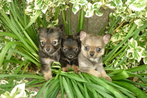 Chihuahua Bild 1