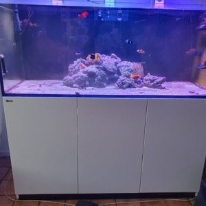 Verkaufe oder tausche Red Sea 650xxl Aquarium mit Beleuchtung