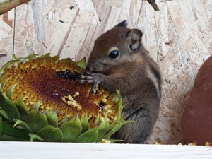 Baumstreifenhörnchen Swinhoe Tamiops Streifenhörnchen Hörnchen Eichhörnchen Bild 2