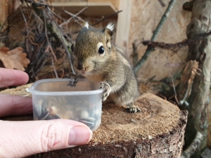 Baumstreifenhörnchen Swinhoe Tamiops Streifenhörnchen Hörnchen Eichhörnchen Bild 4