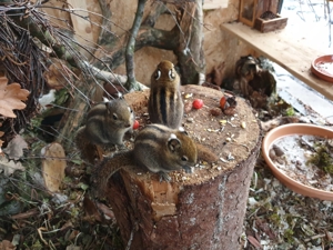 Baumstreifenhörnchen Swinhoe Tamiops Streifenhörnchen Hörnchen Eichhörnchen Bild 3