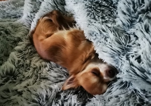 Chihuahua Deckrüden Bild 9