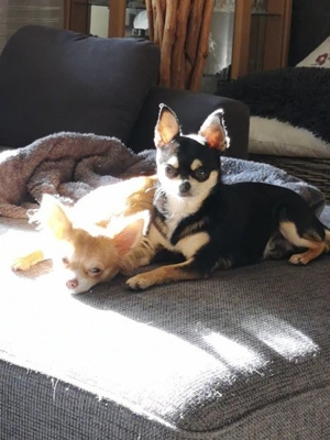 Chihuahua Deckrüden Bild 3