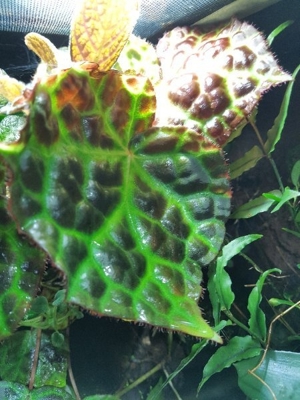 Terrarium Pflanze Begonia   Begonie Rajah Blätter , sehr selten , rar Bild 7