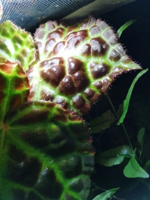 Terrarium Pflanze Begonia   Begonie Rajah Blätter , sehr selten , rar Bild 6
