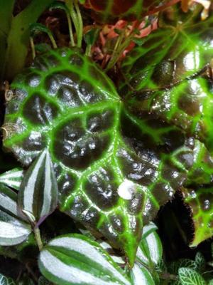 Terrarium Pflanze Begonia   Begonie Rajah Blätter , sehr selten , rar Bild 3