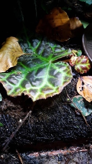Terrarium Pflanze Begonia   Begonie Rajah Blätter , sehr selten , rar Bild 8