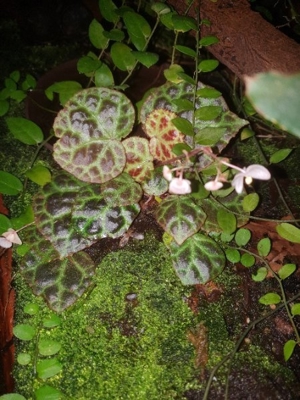 Terrarium Pflanze Begonia   Begonie Rajah Blätter , sehr selten , rar Bild 12