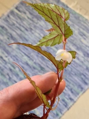 Begonia Taiwaniana, Tropische Begonie für Regenwald Terrarium Pflanze, Pflanzen Ableger Bild 8