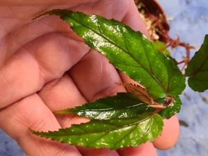 Begonia Taiwaniana, Tropische Begonie für Regenwald Terrarium Pflanze, Pflanzen Ableger Bild 3