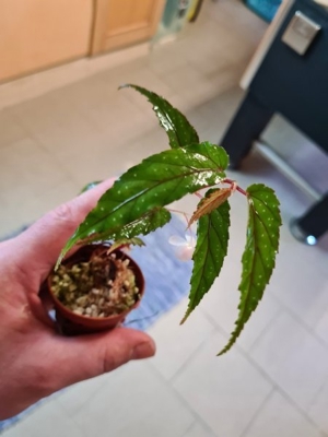 Begonia Taiwaniana, Tropische Begonie für Regenwald Terrarium Pflanze, Pflanzen Ableger Bild 2