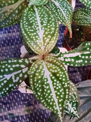 Sonerila white veins & spots, Rarität, für das Regenwald Terrarium ,