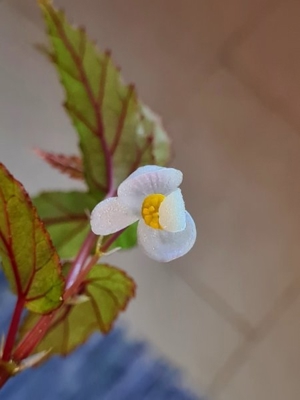 Begonia Taiwaniana, Tropische Begonie für Regenwald Terrarium Pflanze, Pflanzen Ableger Bild 4