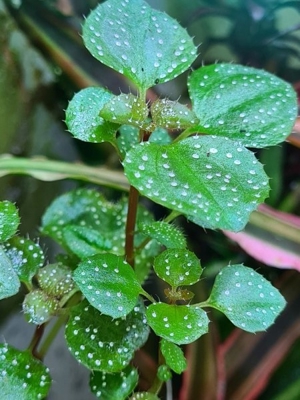 Calvoa sessiflora, Regenwald Terrarium Pflanzen Ableger, Tropische Pflanze Bild 1