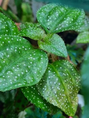 Calvoa sessiflora, Regenwald Terrarium Pflanzen Ableger, Tropische Pflanze Bild 2